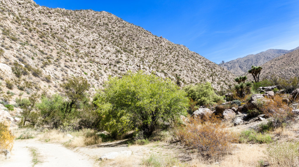 easytrip.ai SCENE A charming beautiful Anza Borrego2 - California destinations, March travel, travel tips