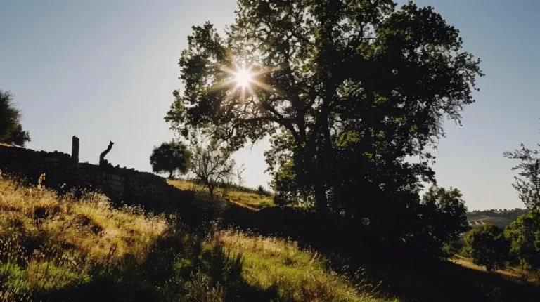 A large tree stands in a sunlit field, its leaves casting shadows on the grassy ground. The sun peeks through the branches, creating a starburst effect. In the background, there is a stone wall with another small tree. The clear sky suggests a perfect day for an adventure planned by an AI trip planner. - easytrip.ai