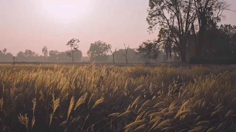 A serene landscape featuring a golden field of tall grass bathed in soft sunlight during sunset. The foreground showcases sunlit grass stalks, while the background features silhouetted trees against a hazy, pastel-pink sky. This tranquil setting could be the perfect backdrop selected by an AI travel planner for a late-afternoon escapade. - easytrip.ai